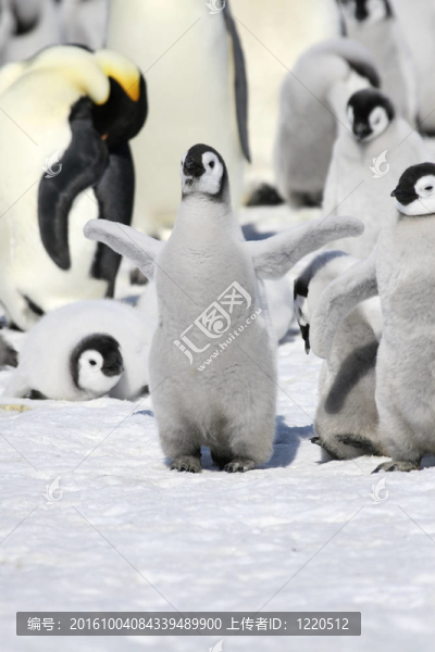 皇帝企鵝（Aptenodytes,forsteri）