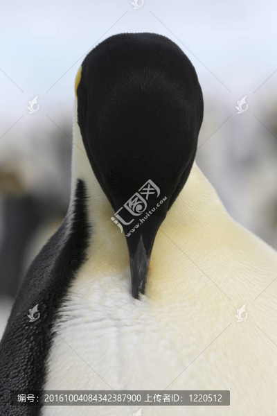 皇帝企鵝（Aptenodytes,forsteri）