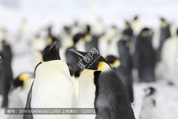皇帝企鵝（Aptenodytes,forsteri）
