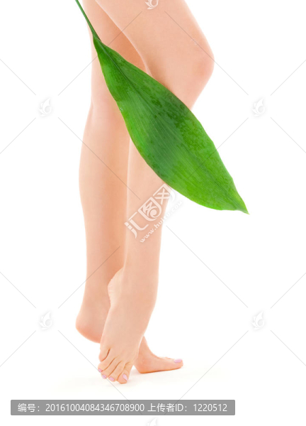 綠葉女腿
