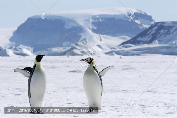 皇帝企鵝（Aptenodytes,forsteri）