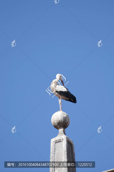鸛