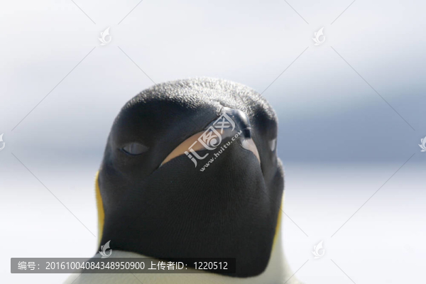 皇帝企鵝（Aptenodytes,forsteri）