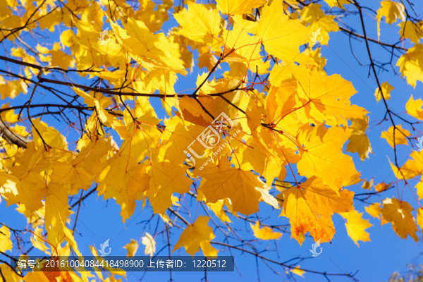 秋天的樹(shù)