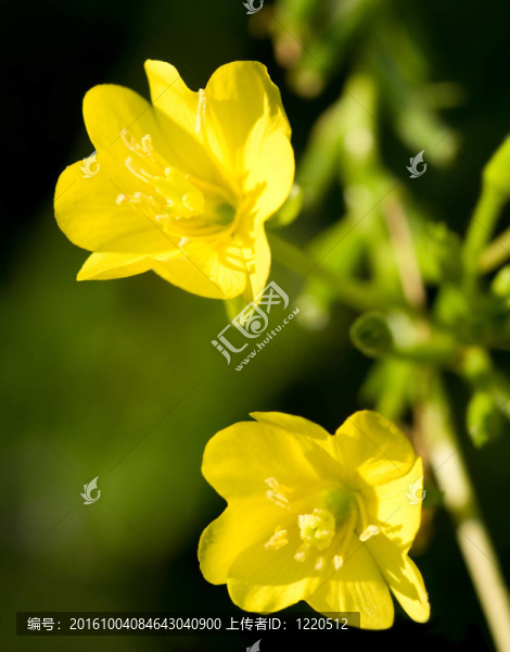 月見(jiàn)草
