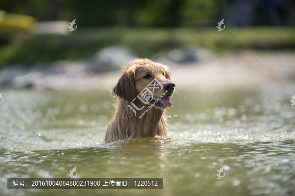 狗站在湖上