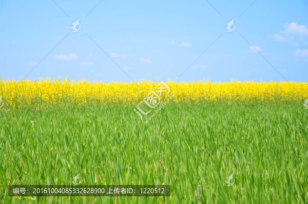 油菜