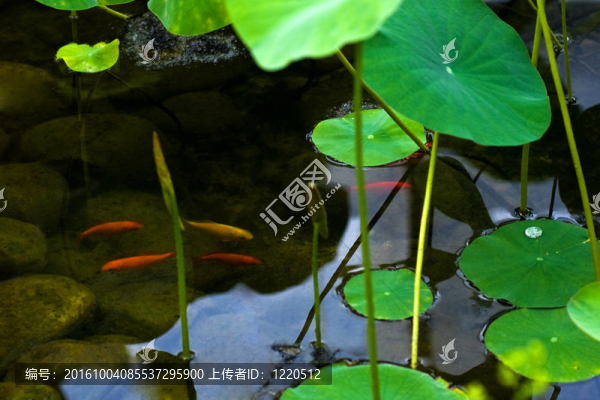 池塘里的金魚