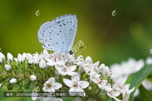 霍莉藍(lán)鵝頸珍珠菜