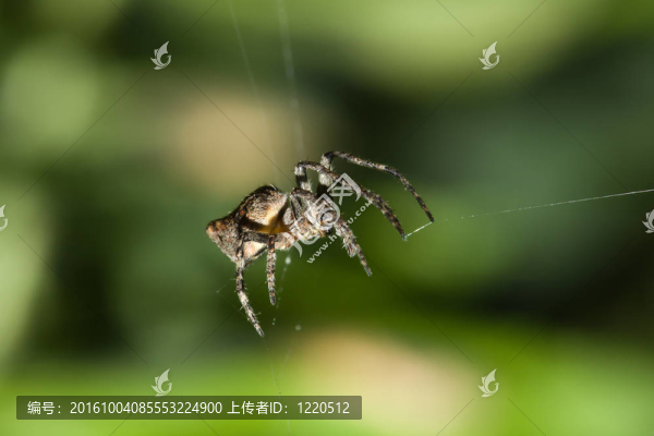 大理石圓蛛科（Araneus,marmoreus）