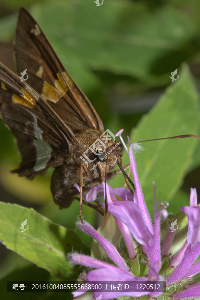 Gray,Hairstreak,Butterfly（Strymon,melinus）