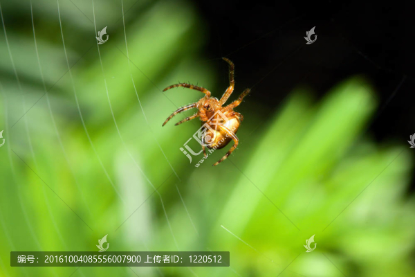 女Cobweb,Spider