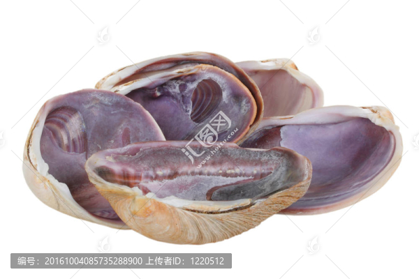 水生軟體動(dòng)物的貝殼