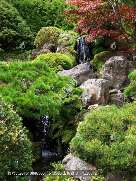 日本茶園瀑布