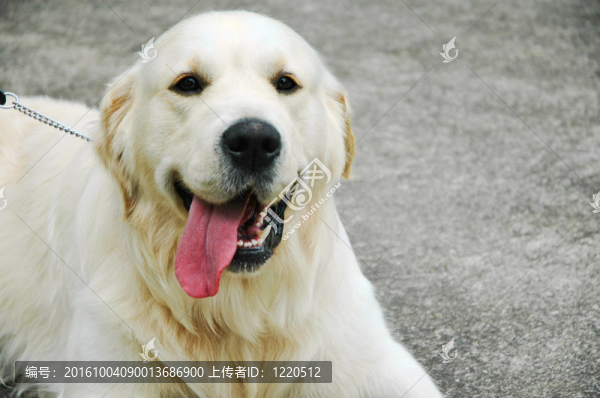 金毛尋回犬外放松舌頭