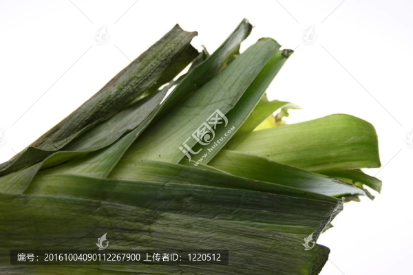 韭菜葉