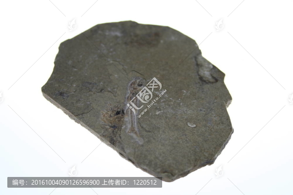 魚化石