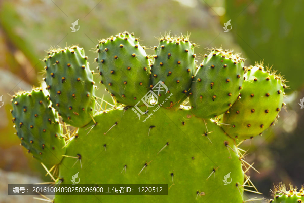 印度無(wú)花果