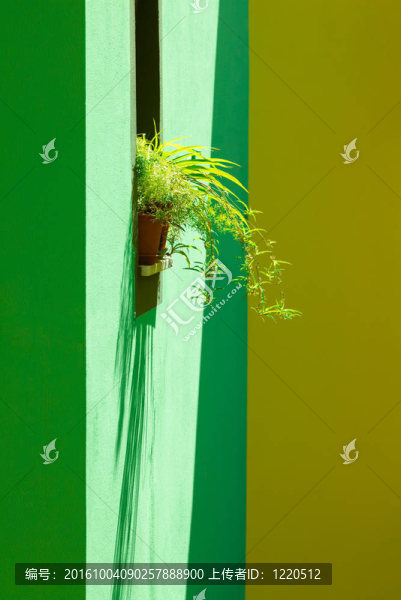 植物