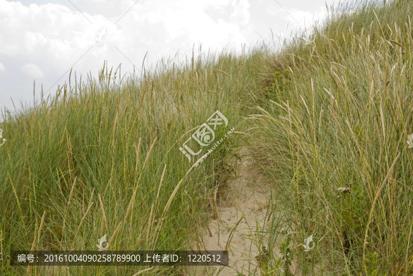 dunegrass