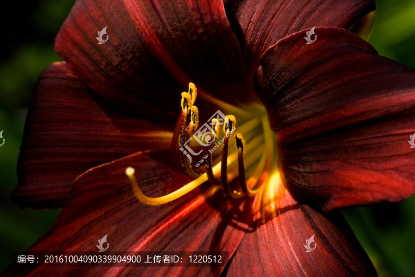 在夏日的陽光下暗紅色的黃花菜