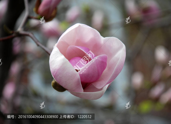 盛開的白玉蘭-單花特寫。