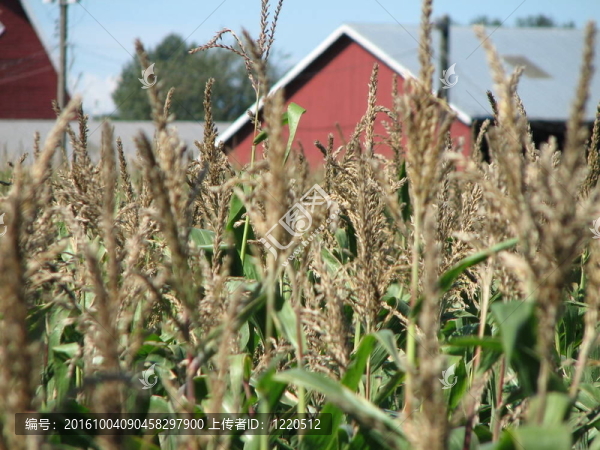 玉米田-匯圖網(wǎng) www.fosd68.com 玉米田