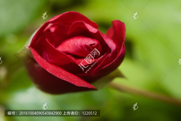 野生的紅玫瑰