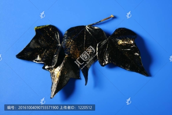 金色閃光的黑色樹葉