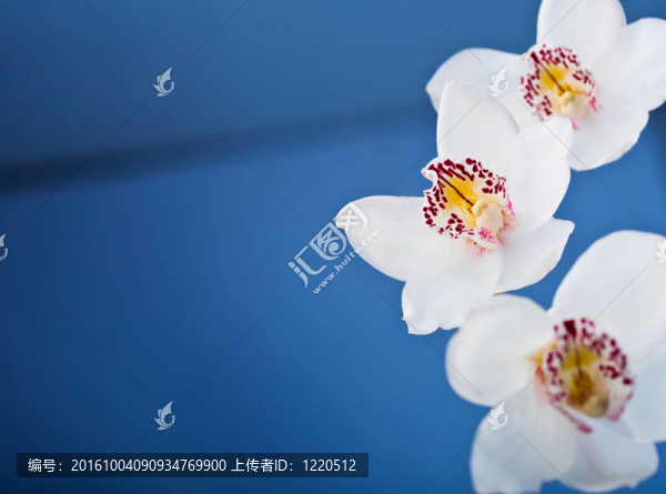 白蘭花