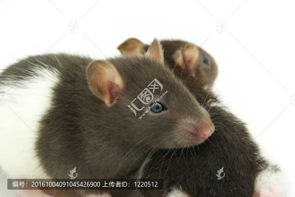 老鼠