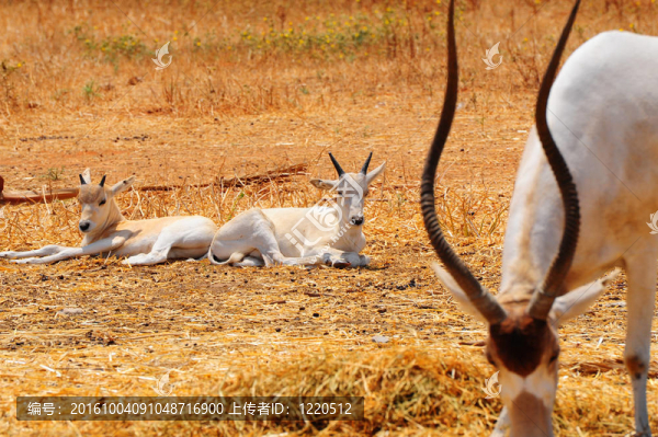 Addax