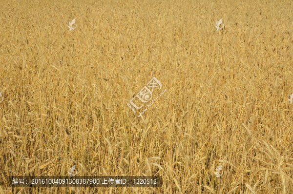 成熟的小麥在田間