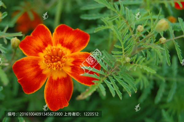 百日菊花的自然背景