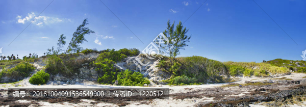 海岸植被全景