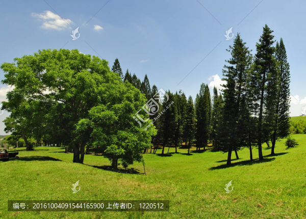 綠色的樹的全景