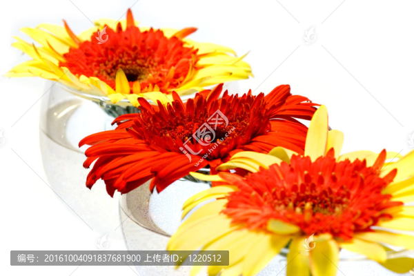 非洲菊
