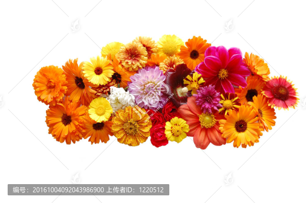 在白色背景上有各種顏色花瓣的花
