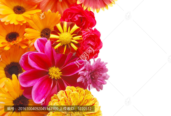 美麗的邊界從鮮花在白色背景