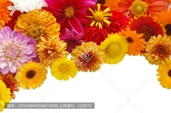 美麗的邊界從鮮花在白色背景