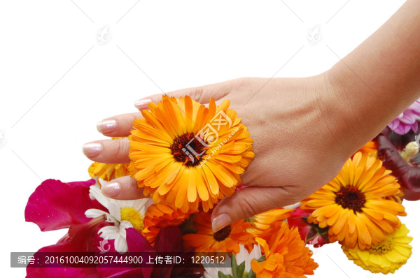 白色背景上美麗花朵的女性手