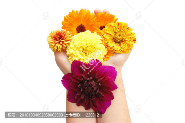 白色背景上美麗花朵的女性手