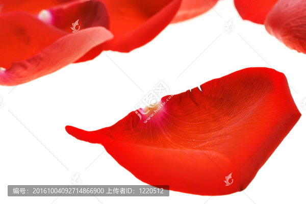 紅玫瑰的花瓣