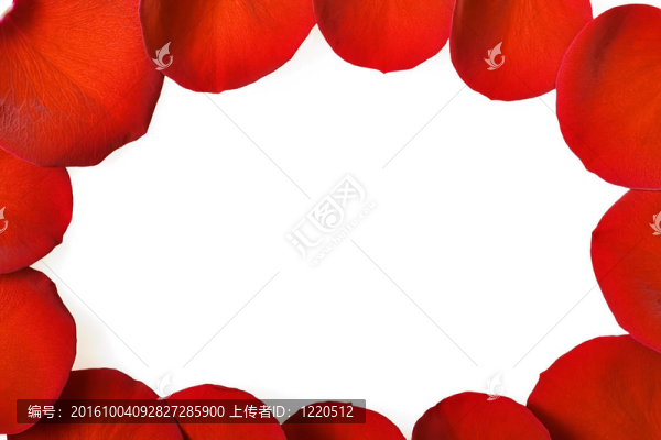 紅玫瑰的花瓣