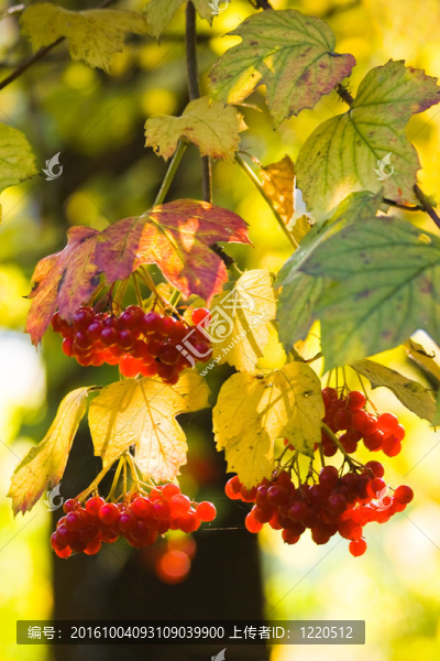 Guelder,Rose和雪球樹