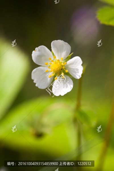 野草莓花