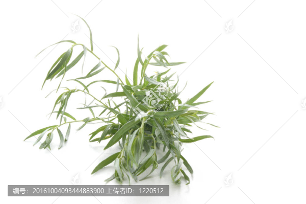 龍蒿作為香料使用的每一個廚房
