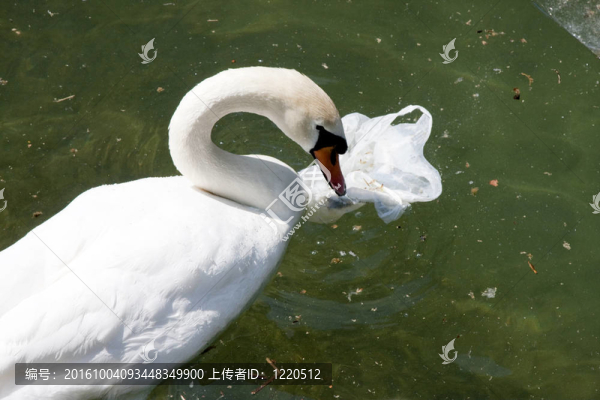 天鵝在湖心島的污染