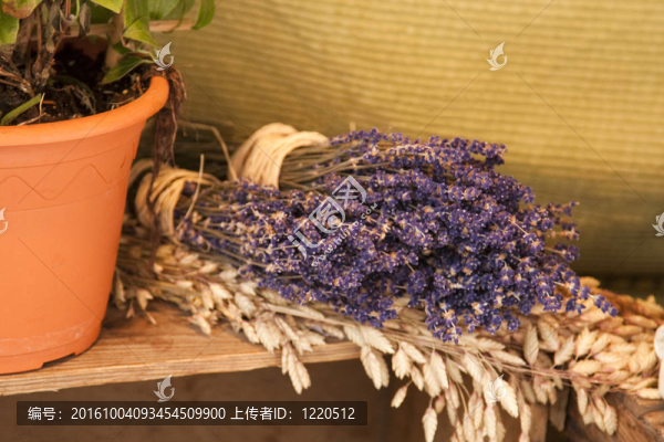紫色的薰衣草植物