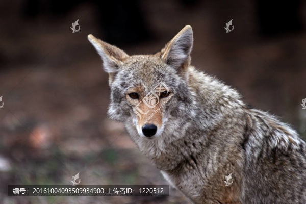 狼（Canis,latrans）